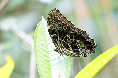 Blue Morpho